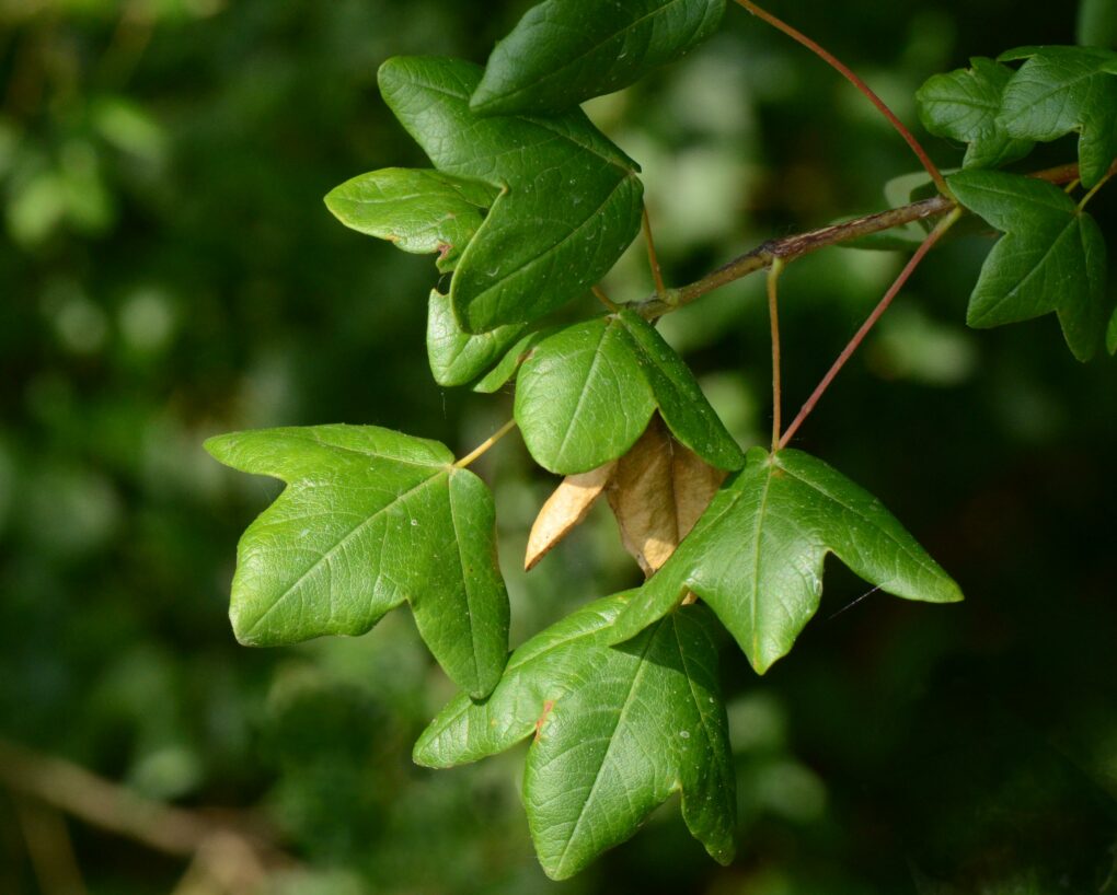 Acer_monspessulanum (Pancrat, CC BY-SA 3.0 , via Wikimedia Commons)