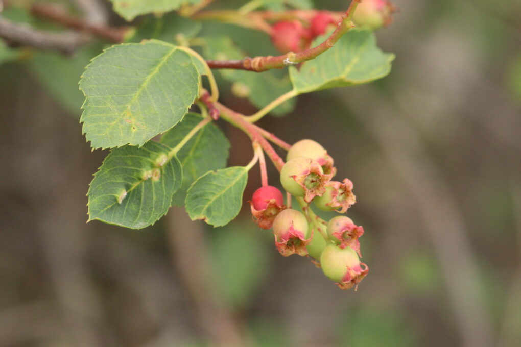 Amelanchier_alnifolia 3 (Walter Siegmund, CC BY-SA 4.0 , via Wikimedia Commons)