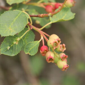 Amelanchier_alnifolia 3 (Walter Siegmund, CC BY-SA 4.0 , via Wikimedia Commons)