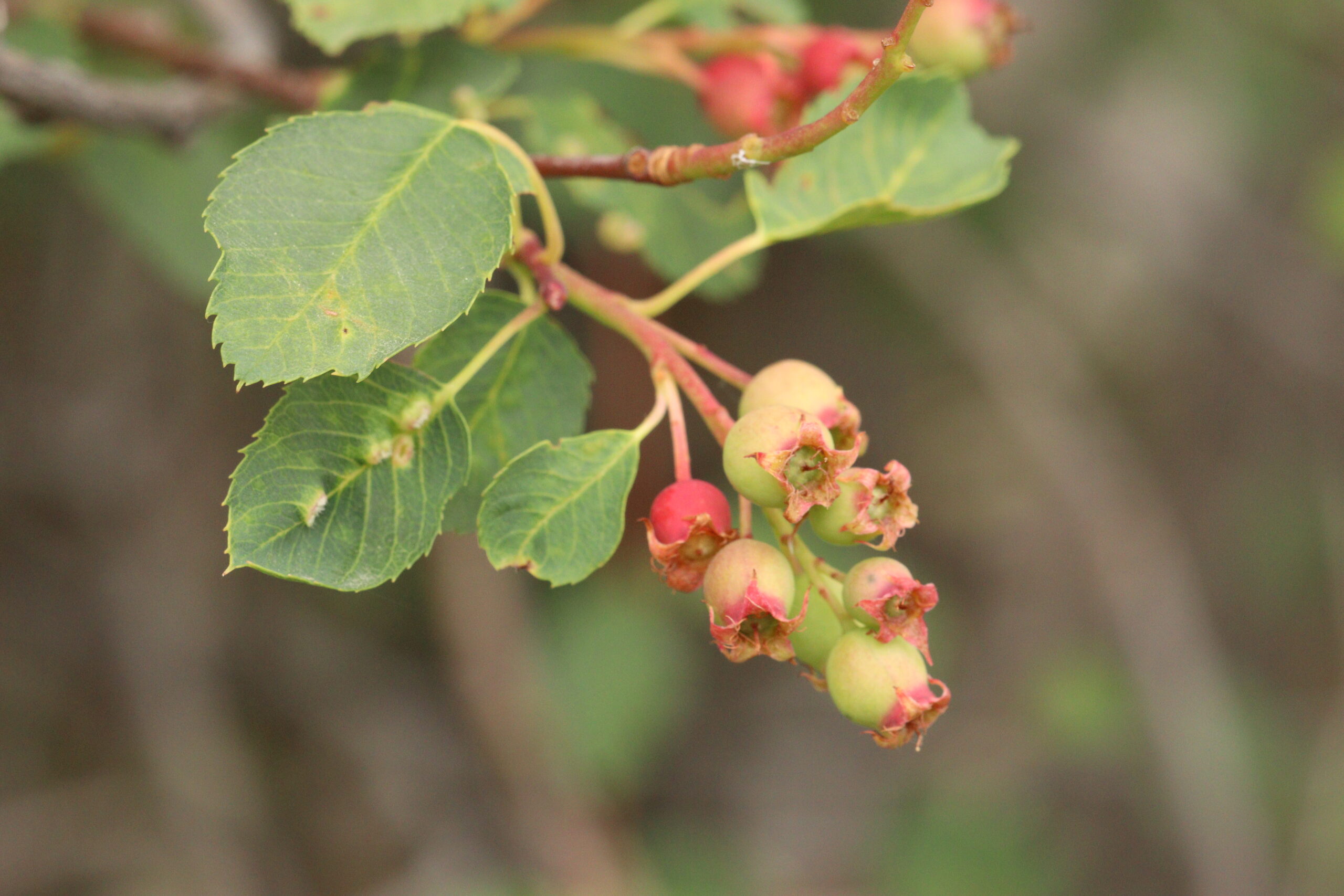 Amelanchier_alnifolia 3 (Walter Siegmund, CC BY-SA 4.0 , via Wikimedia Commons)