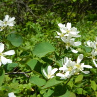 Amelanchier alnifolia (Matt Lavin from Bozeman, Montana, USA, CC BY-SA 2.0 , via Wikimedia Commons)