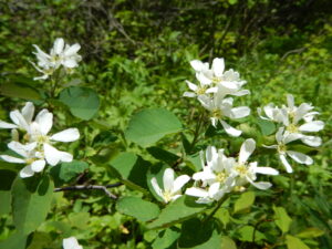 Amelanchier alnifolia (Matt Lavin from Bozeman, Montana, USA, CC BY-SA 2.0 , via Wikimedia Commons)