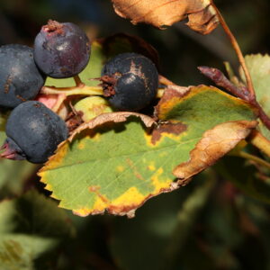 Amelanchier_alnifolia_4 (Walter Siegmund, CC BY-SA 3.0 , via Wikimedia Commons)