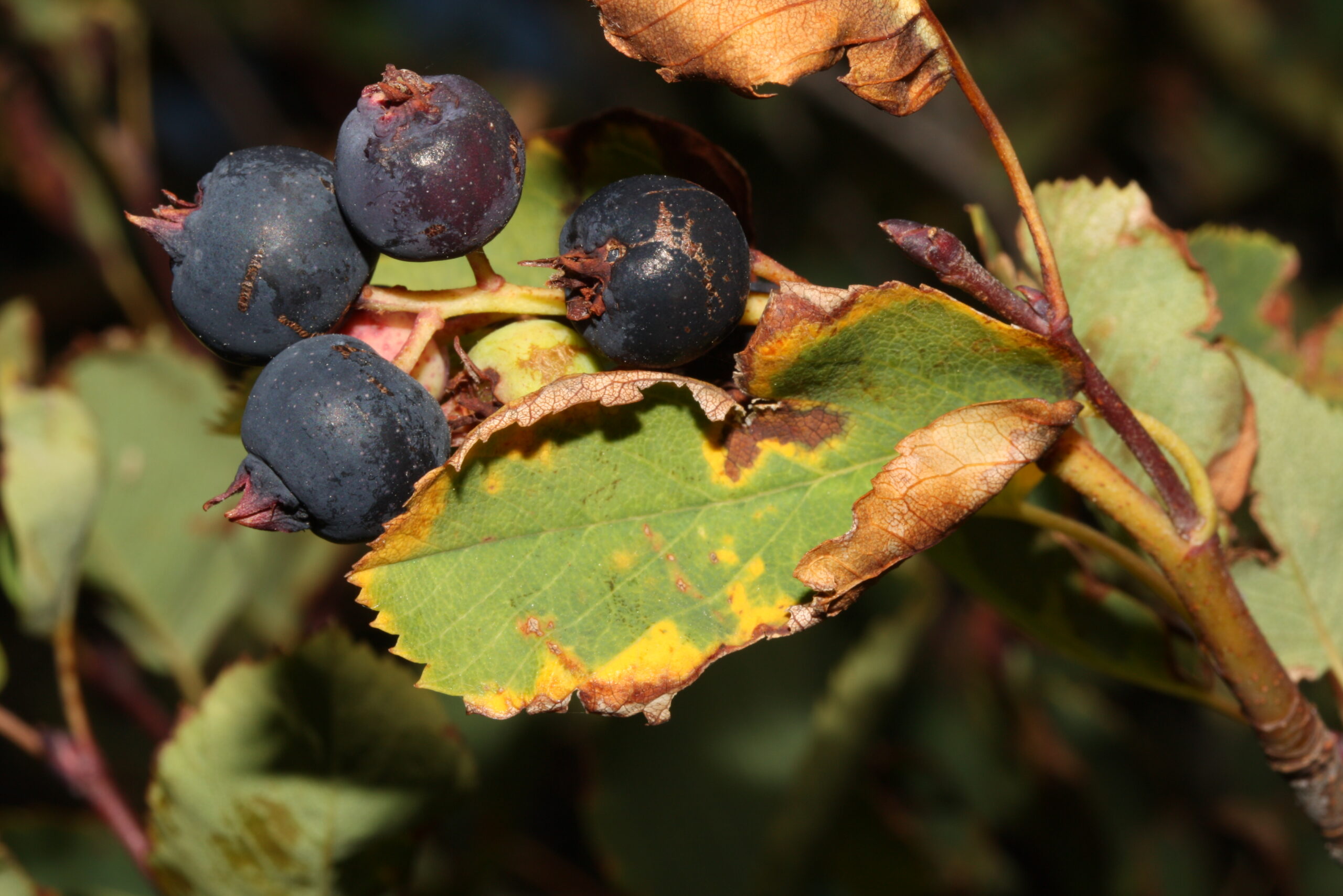 Amelanchier_alnifolia_4 (Walter Siegmund, CC BY-SA 3.0 , via Wikimedia Commons)