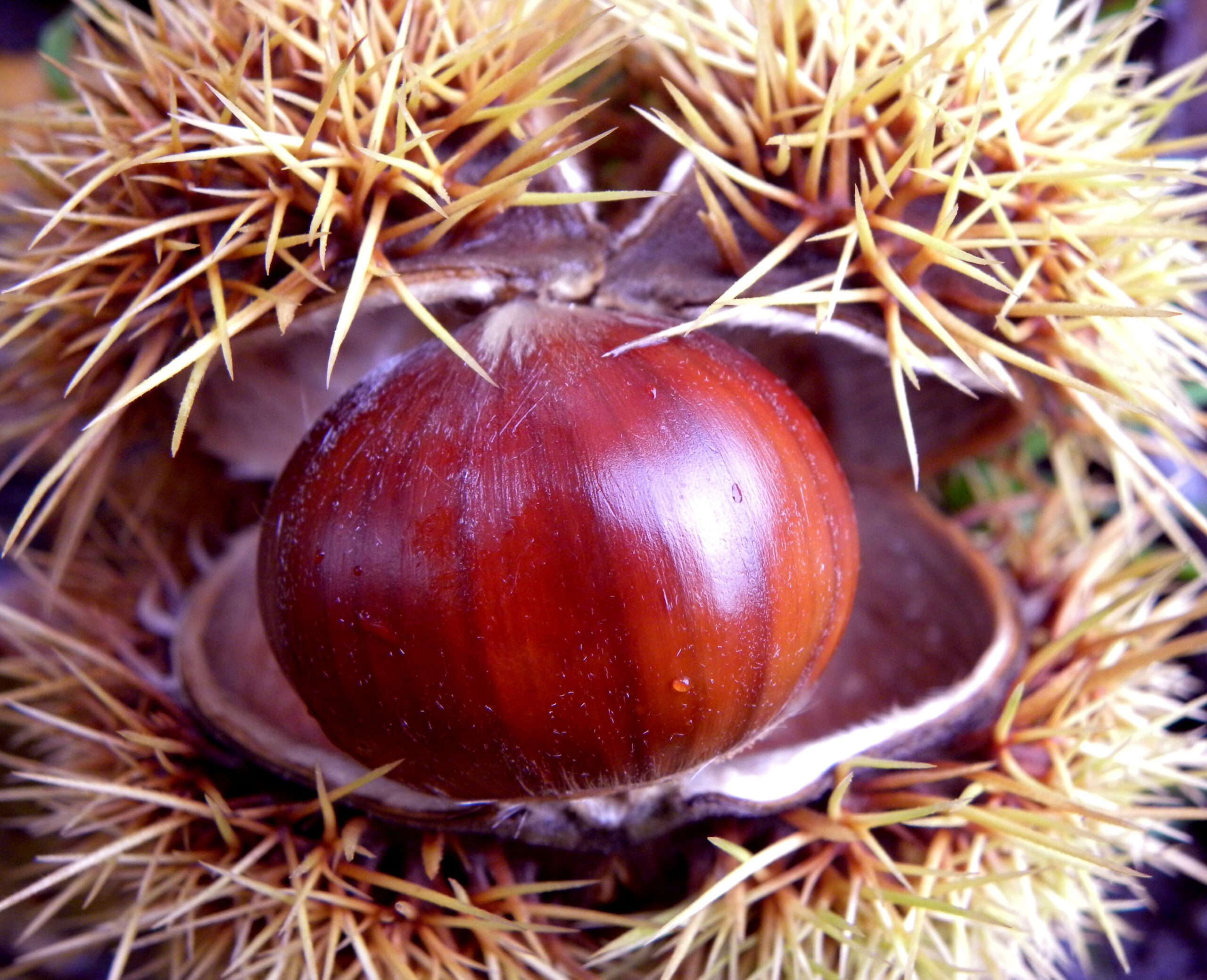 Chataignier maraval (joost j. bakker, CC BY 2.0 , via Wikimedia Commons)