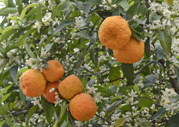Citrus_aurantium (Zeynel Cebeci, CC BY-SA 4.0 , via Wikimedia Commons)