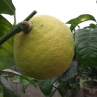 Citrus_bergamia (Rillke, CC BY-SA 3.0 , via Wikimedia Commons)