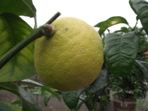Citrus_bergamia (Rillke, CC BY-SA 3.0 , via Wikimedia Commons)