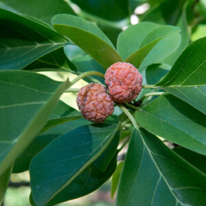 Cudrane darrow (Plant Image Library from Boston, USA, CC BY-SA 2.0 , via Wikimedia Commons)