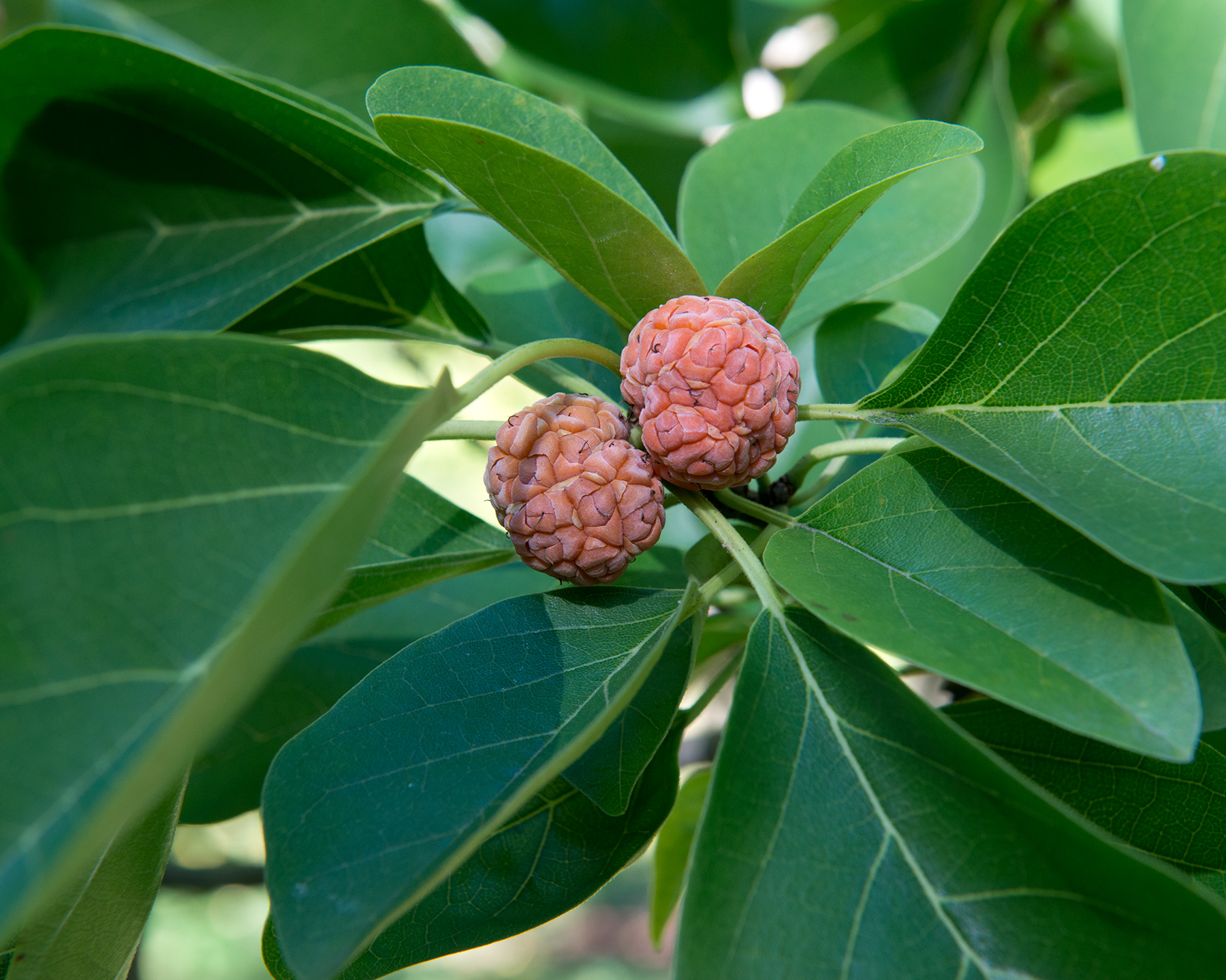 Cudrane darrow (Plant Image Library from Boston, USA, CC BY-SA 2.0 , via Wikimedia Commons)
