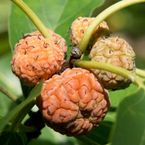 Cudrane norris (Plant Image Library from Boston, USA, CC BY-SA 2.0 , via Wikimedia Commons)