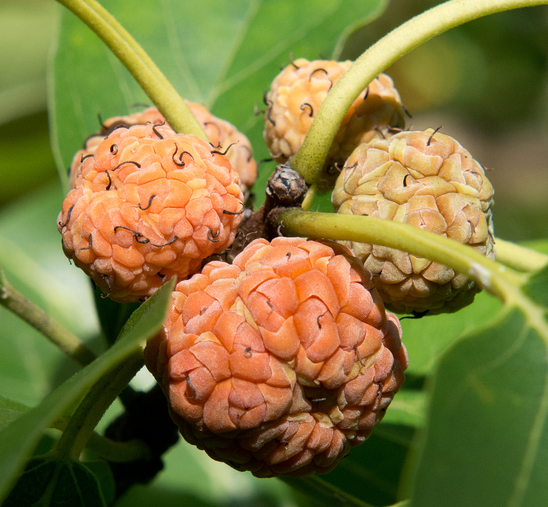 Cudrane norris (Plant Image Library from Boston, USA, CC BY-SA 2.0 , via Wikimedia Commons)