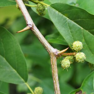 Cudrane pollinasateur (Agnieszka Kwiecień, Nova, CC BY-SA 4.0 , via Wikimedia Commons)