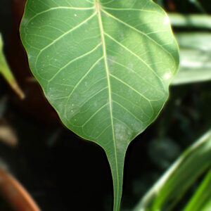 ficus religiosa2 (Krzysztof Ziarnek, Kenraiz, CC BY-SA 4.0 , via Wikimedia Commons)