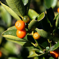 Kumquat fruit rond (Jpbrigand, CC BY-SA 4.0 , via Wikimedia Commons)