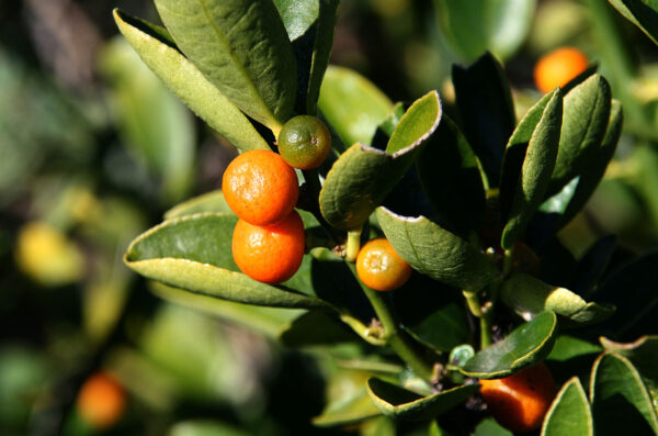 Kumquat fruit rond (Jpbrigand, CC BY-SA 4.0 , via Wikimedia Commons)