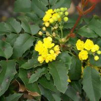 mahonia aquifolium (Photo by David J. Stang, CC BY-SA 4.0 , via Wikimedia Commons)