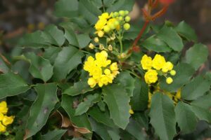 mahonia aquifolium (Photo by David J. Stang, CC BY-SA 4.0 , via Wikimedia Commons)