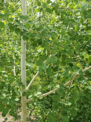 Populus tremula (Agnieszka Kwiecień, Nova, CC BY-SA 4.0 , via Wikimedia Commons)