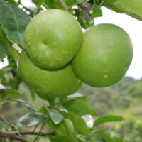 Pomelo sarawak (高晶 sur Wikipédia chinois, Public domain, via Wikimedia Commons)