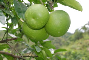 Pomelo sarawak (高晶 sur Wikipédia chinois, Public domain, via Wikimedia Commons)