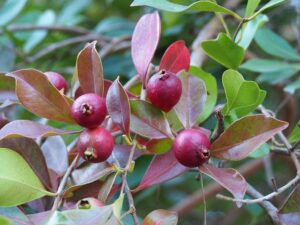 Psidium_cattleyanum (Agnieszka Kwiecień, Nova, CC BY-SA 4.0 , via Wikimedia Commons)