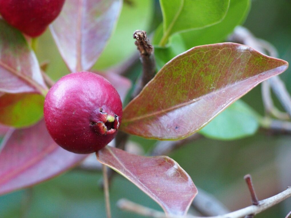 Psidium_cattleyanum2 (Agnieszka Kwiecień, Nova, CC BY-SA 4.0 , via Wikimedia Commons)