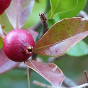 Psidium_cattleyanum2 (Agnieszka Kwiecień, Nova, CC BY-SA 4.0 , via Wikimedia Commons)