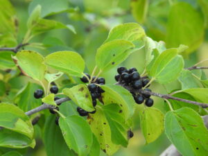 Rhamnus_cathartica (Robert Flogaus-Faust, CC BY 4.0 , via Wikimedia Commons)