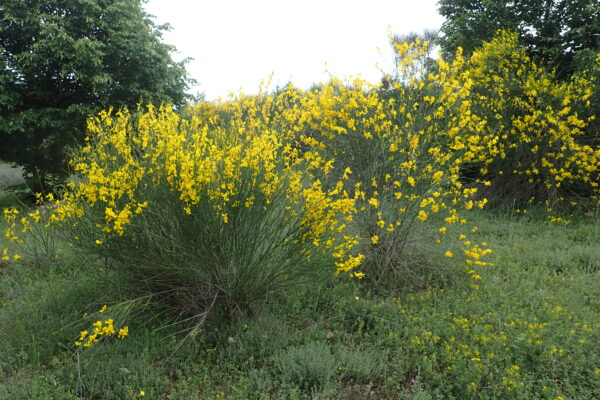 spartium junceum (Krzysztof Ziarnek, Kenraiz, CC BY-SA 4.0 , via Wikimedia Commons)