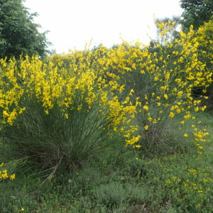spartium junceum (Krzysztof Ziarnek, Kenraiz, CC BY-SA 4.0 , via Wikimedia Commons)