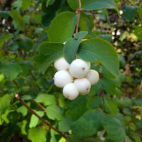 Symphoricarpos_albus_fruits (MurielBendel, CC BY-SA 4.0 , via Wikimedia Commons)