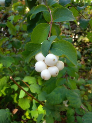 Symphoricarpos_albus_fruits (MurielBendel, CC BY-SA 4.0 , via Wikimedia Commons)