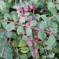 Symphoricarpos_×_chenaultii (74laprune, CC BY-SA 4.0 , via Wikimedia Commons)