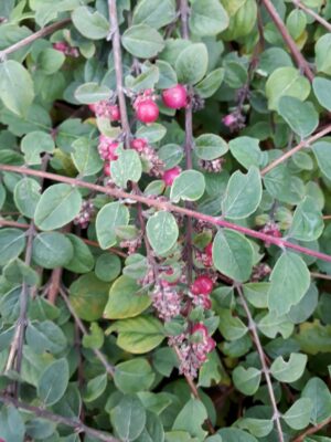 Symphoricarpos_×_chenaultii (74laprune, CC BY-SA 4.0 , via Wikimedia Commons)