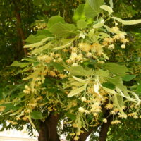 Tilia_platyphyllos (Warburg, CC BY-SA 3.0 , via Wikimedia Commons)