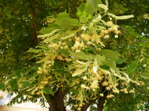 Tilia_platyphyllos (Warburg, CC BY-SA 3.0 , via Wikimedia Commons)