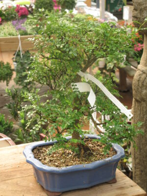 Zanthoxylum beecheyanum bonsaï (Tangopaso, Public domain, via Wikimedia Commons)