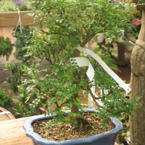 Zanthoxylum beecheyanum bonsaï (Tangopaso, Public domain, via Wikimedia Commons)