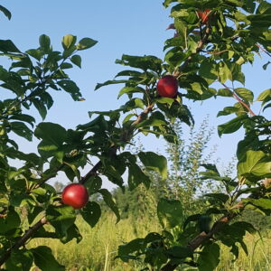 abricot-prune vesuviano 2 (© Pépinière Med)