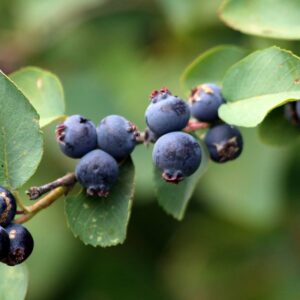 amelanchier alnifolia ( USFWS - Pacific Region, Public domain, via Wikimedia Commons)