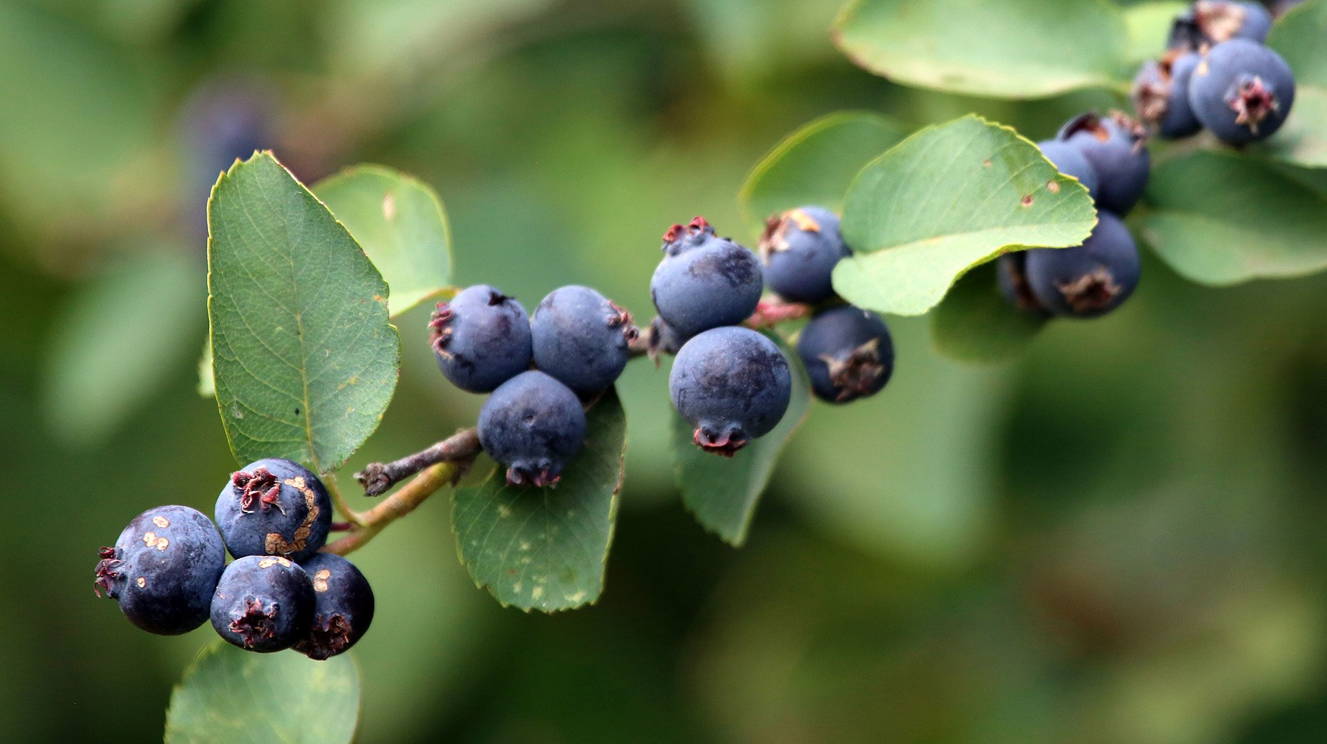 amelanchier alnifolia ( USFWS - Pacific Region, Public domain, via Wikimedia Commons)