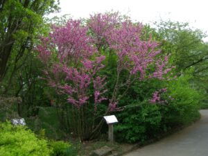 Cercis chinensis (Andrzej Otrębski, CC BY-SA 3.0 , via Wikimedia Commons)