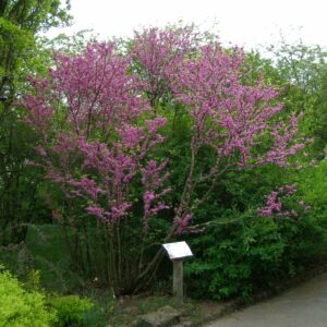 Cercis chinensis (Andrzej Otrębski, CC BY-SA 3.0 , via Wikimedia Commons)