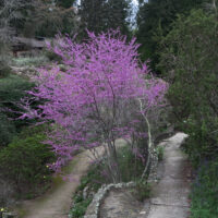 cercis occidentalis (John Rusk from Berkeley, CA, United States of America, CC BY 2.0 , via Wikimedia Commons)