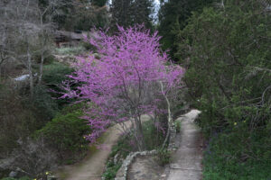 cercis occidentalis (John Rusk from Berkeley, CA, United States of America, CC BY 2.0 , via Wikimedia Commons)