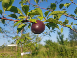 cerise-abricot1 (© Pépinière Med)