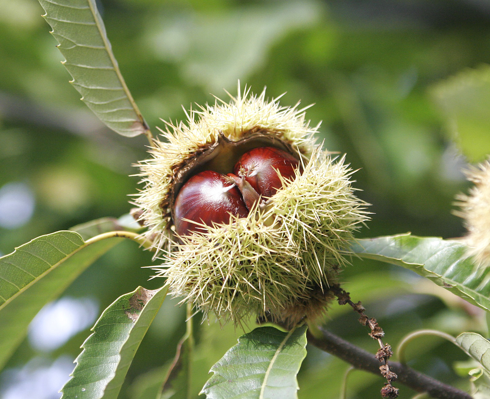 chataignier bouche de betizac (Fir0002, GFDL 1.2 , via Wikimedia Commons)
