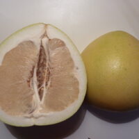 citrus maxima Honey (© Salix / Wikimedia Commons)