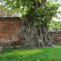 ficus religiosa (ErwinMeier, CC BY-SA 4.0 , via Wikimedia Commons)